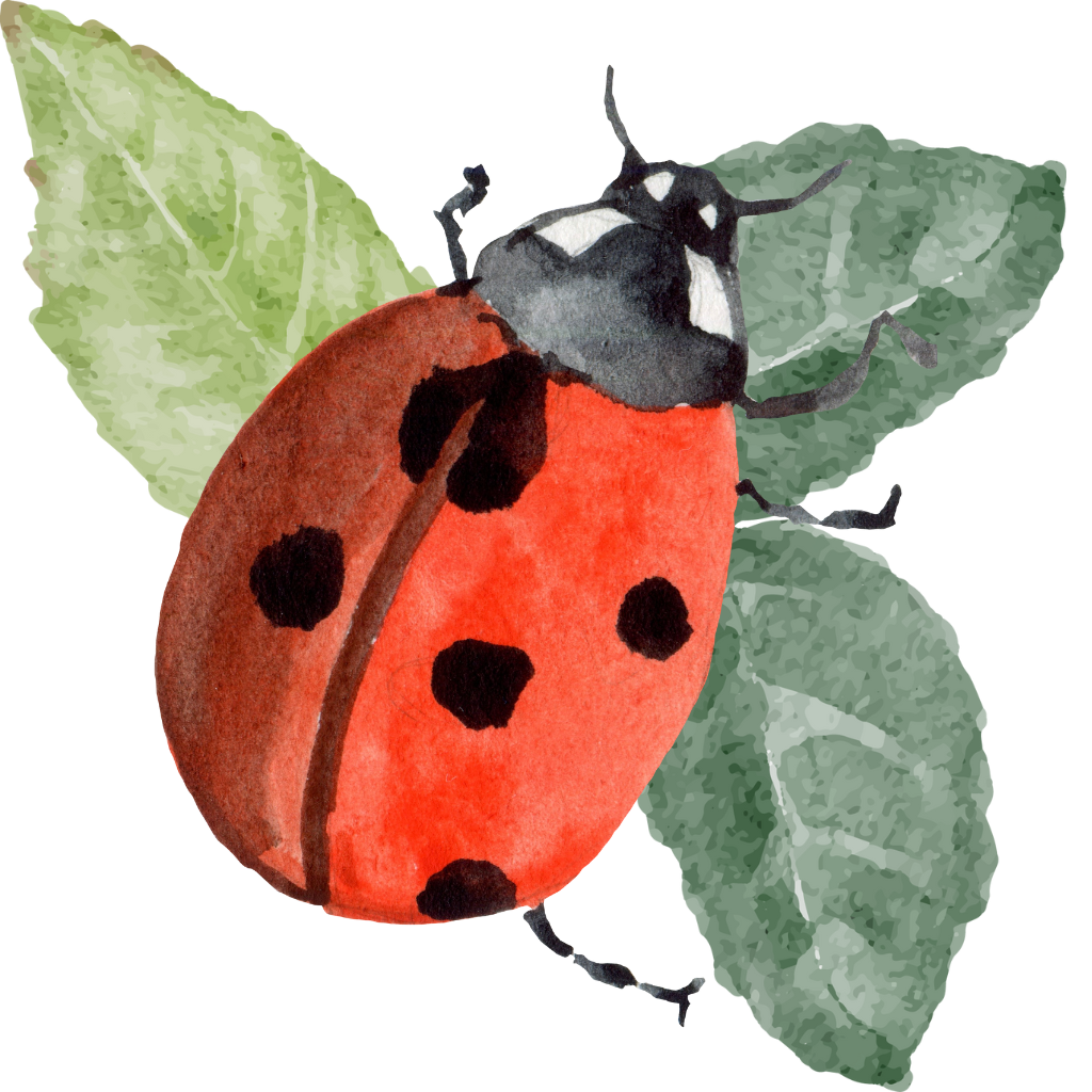 Schumann Consultoria Digital